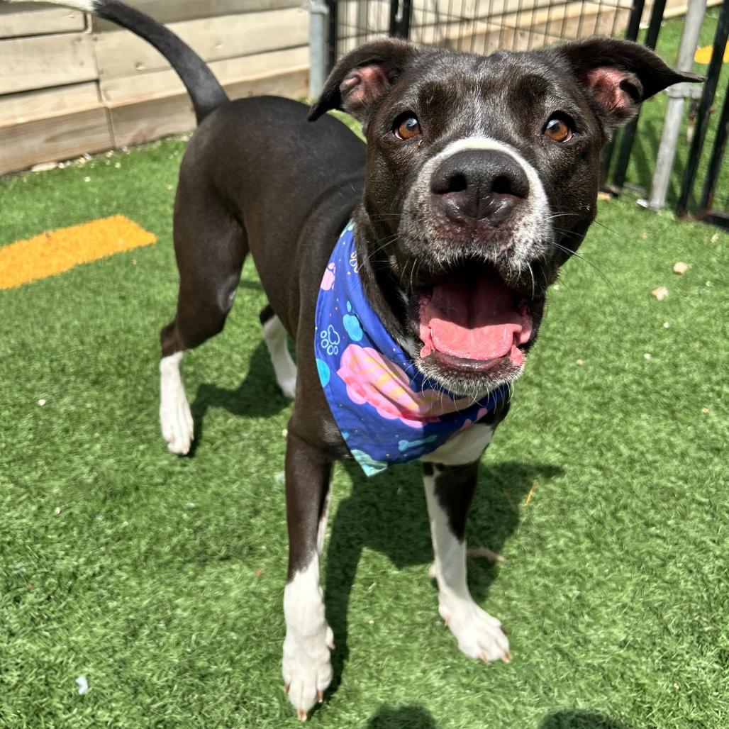 Princess Poppy (Reduced Rover), Adoptable, Adult Female Labrador Retriever & Pit Bull Terrier.