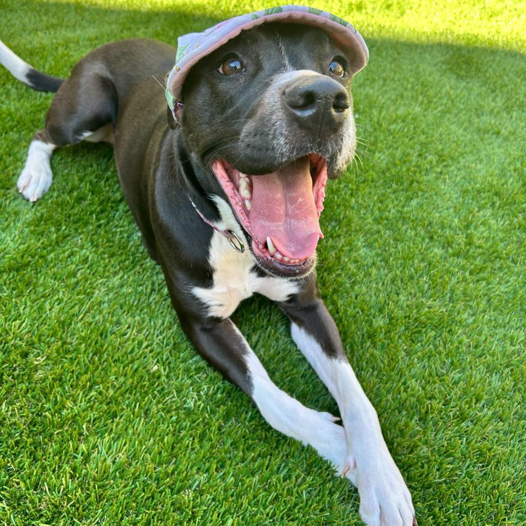 Princess Poppy (Reduced Rover), a Adoptable mixed breed in New Orleans, LA image 2/6
