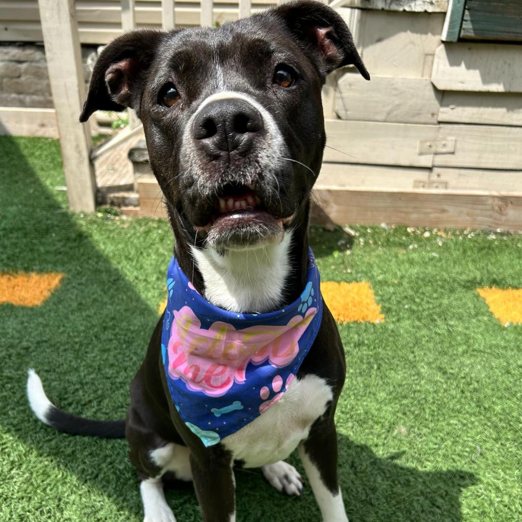 Princess Poppy (Reduced Rover), a Adoptable mixed breed in New Orleans, LA image 3/6