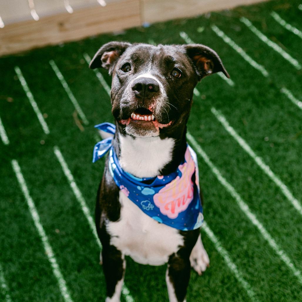 Princess Poppy (Reduced Rover), a Adoptable mixed breed in New Orleans, LA image 4/6