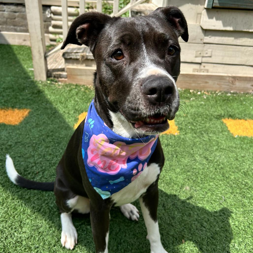 Princess Poppy (Reduced Rover), a Adoptable mixed breed in New Orleans, LA image 5/6