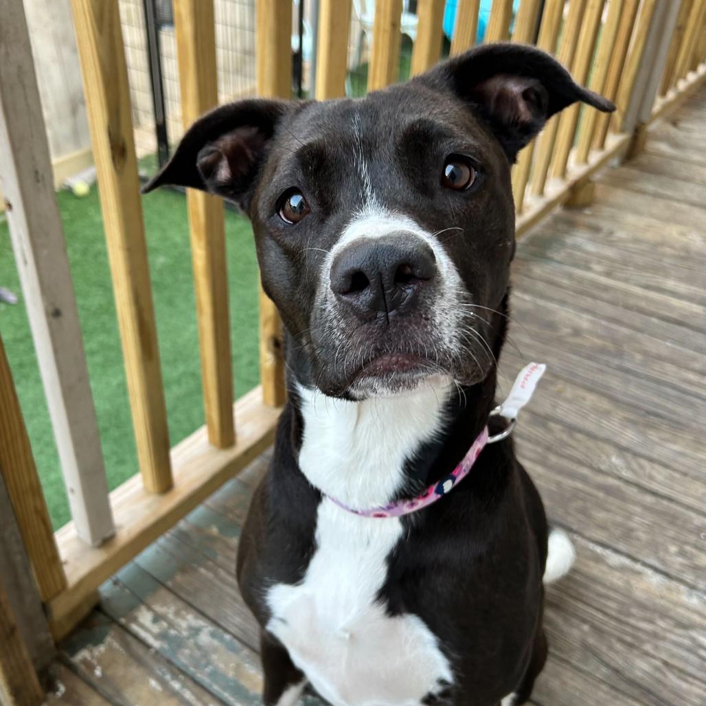 Princess Poppy (Reduced Rover), a Adoptable mixed breed in New Orleans, LA image 6/6
