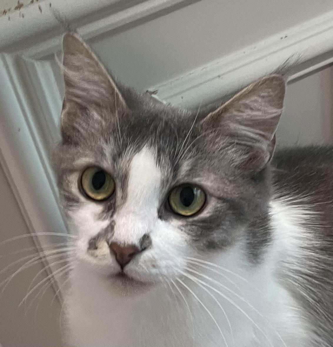 Maddie-Portofino PetSmart