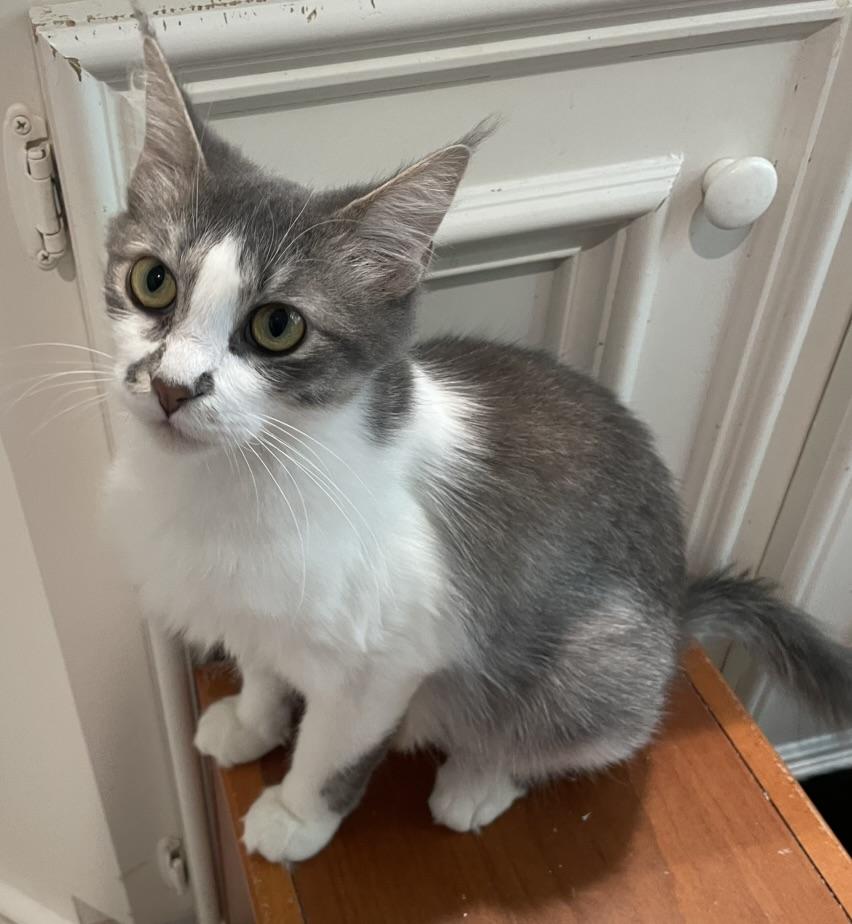 Maddie-Portofino PetSmart