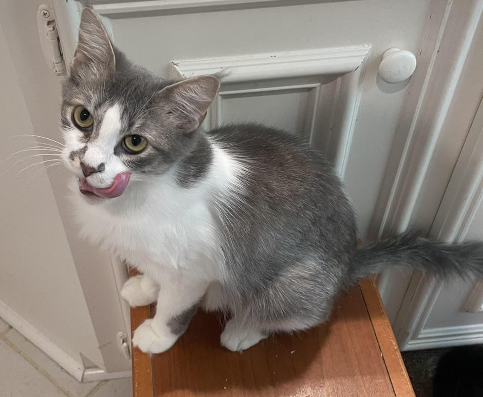 Maddie-Portofino PetSmart