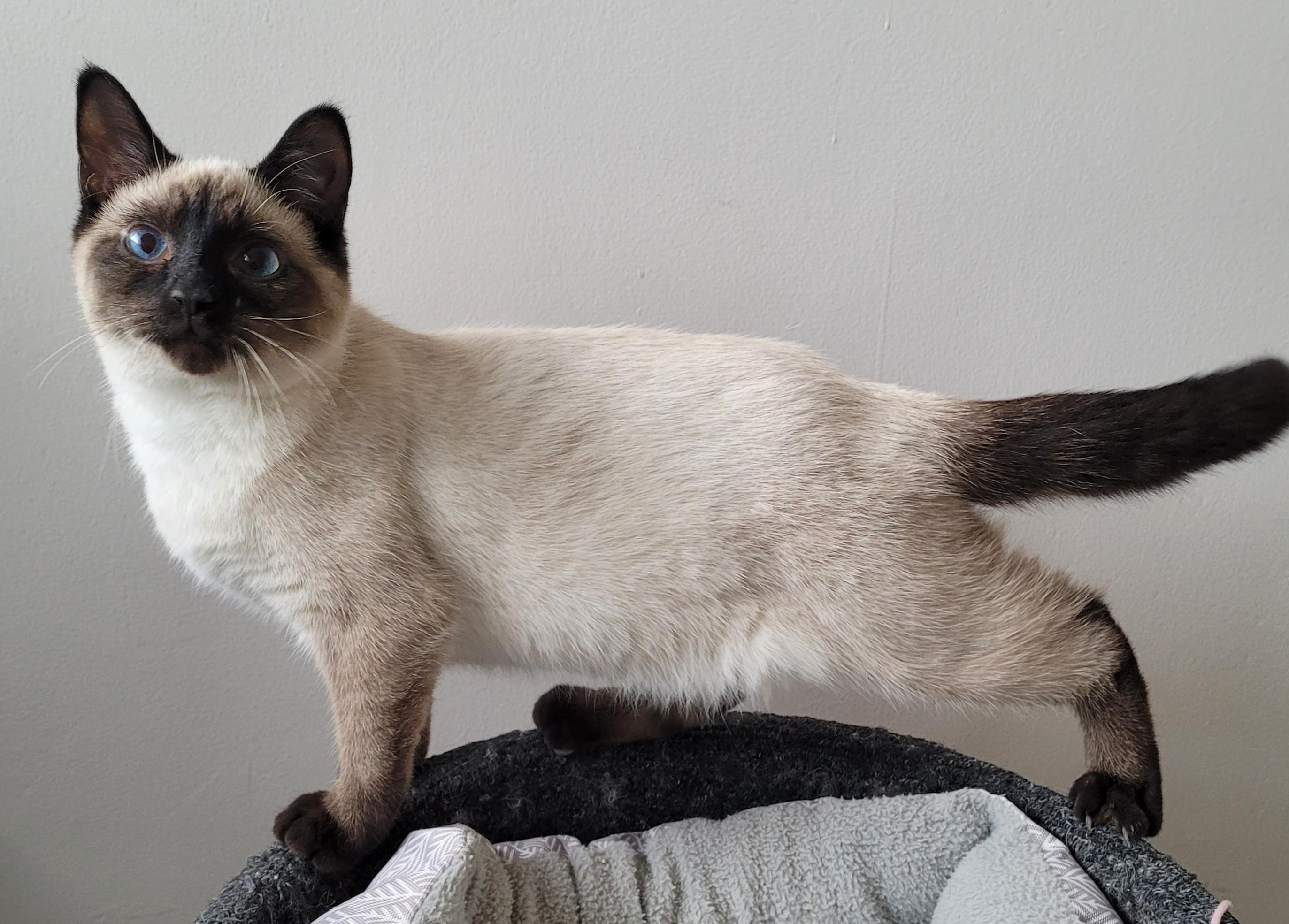 Frodo, Adopted, Kitten Male Siamese.