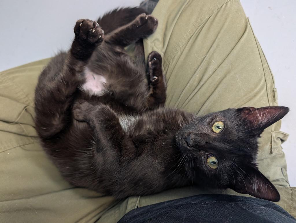 Buckie, Adoptable, Kitten Male Domestic Short Hair.