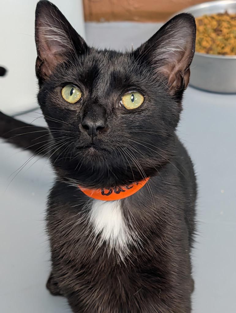 Enlarge Buckie, a Adoptable mixed breed in Shelbyville, TN image 2/2