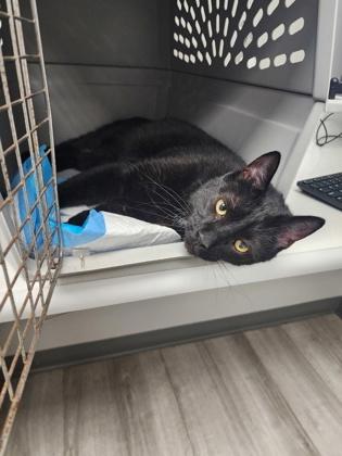 Pittston, a Adoptable Domestic Short Hair in Bloomsburg, PA image 3/3