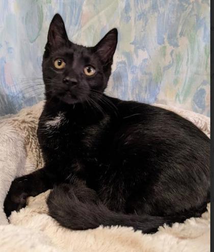 Enlarge Pittston, a Adoptable Domestic Short Hair in Bloomsburg, PA image 2/3