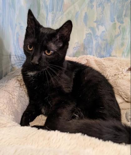 Pittston, Adoptable, Young Male Domestic Short Hair & Domestic Short Hair.