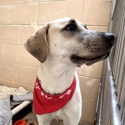 Kisses, Adoptable, Adult Female Labrador Retriever & Mixed Breed.