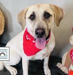 Enlarge Kisses, a Adoptable mixed breed in Madison, WI image 2/3