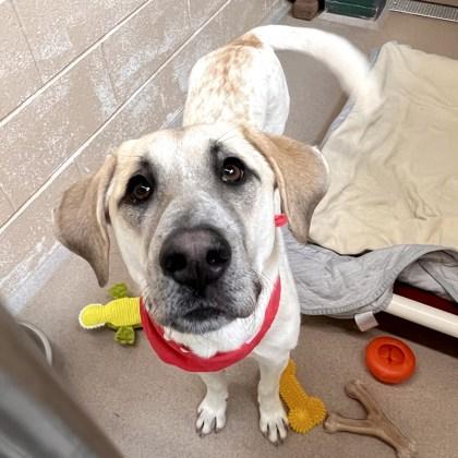 Enlarge Kisses, a Adoptable mixed breed in Madison, WI image 3/3