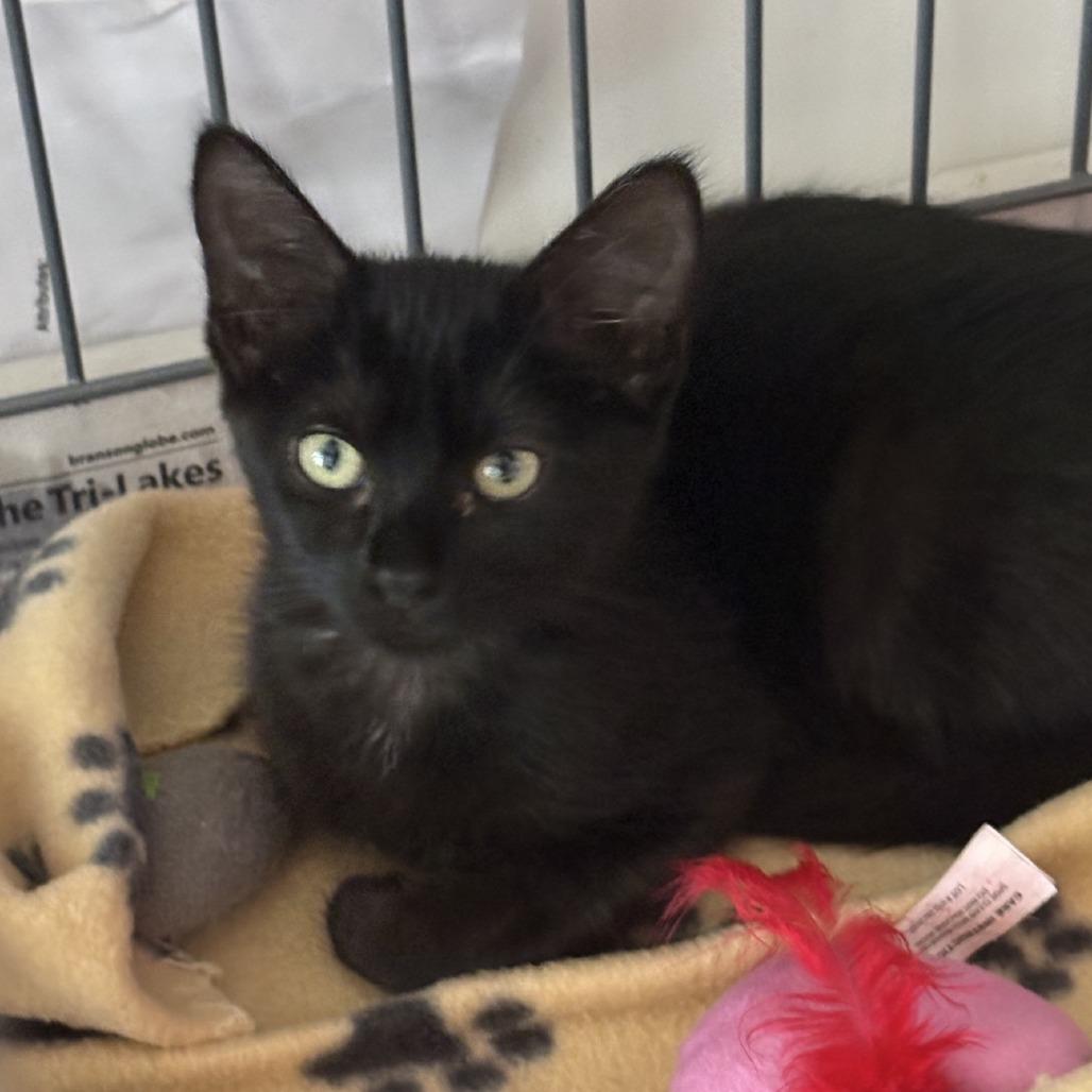 Fable, Adoptable, Kitten Female Domestic Short Hair.