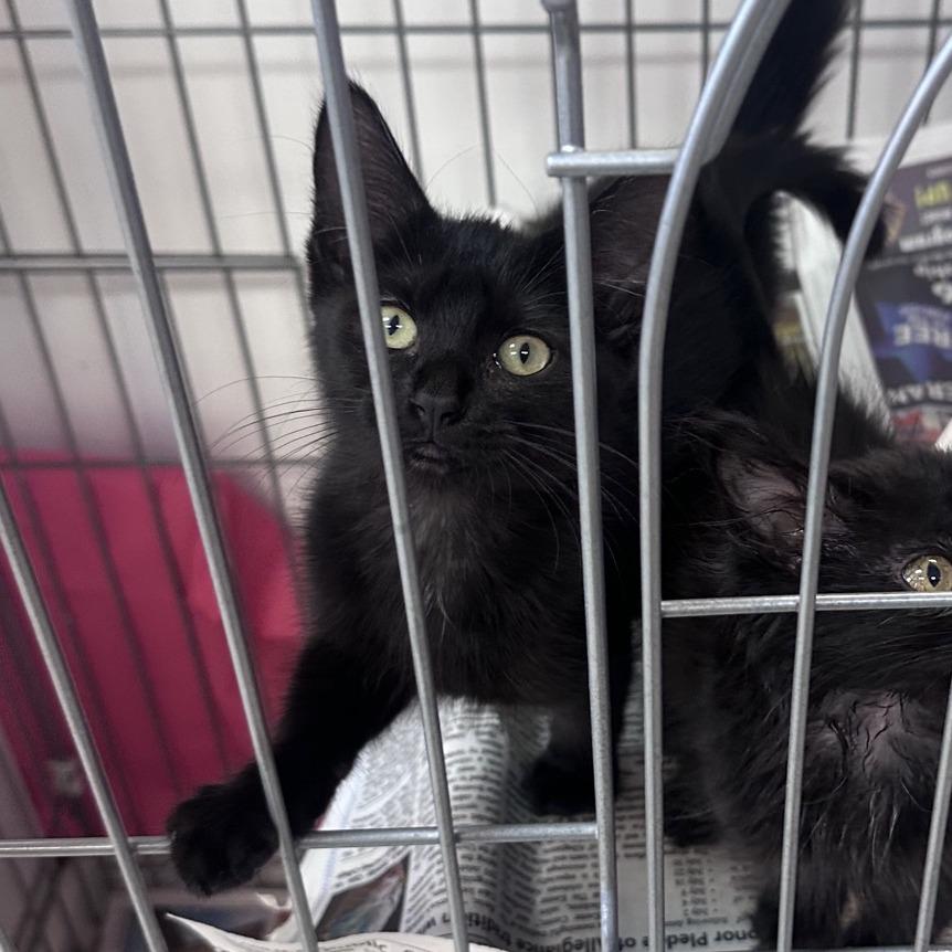 Fable, a Adoptable Domestic Short Hair in Branson, MO image 2/5