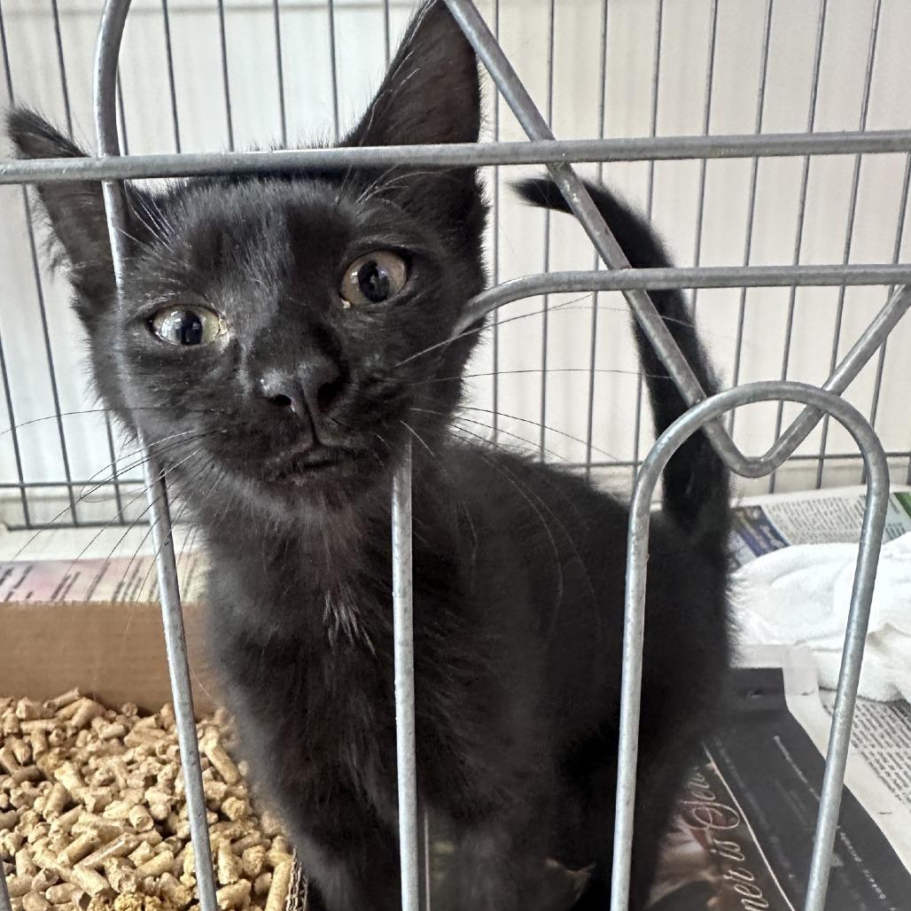 Fable, Adoptable, Kitten Female Domestic Short Hair.