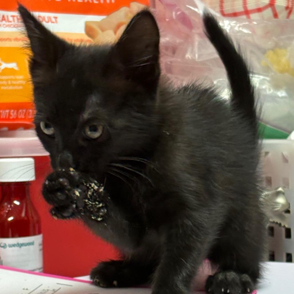 Fable, Adoptable, Kitten Female Domestic Short Hair.