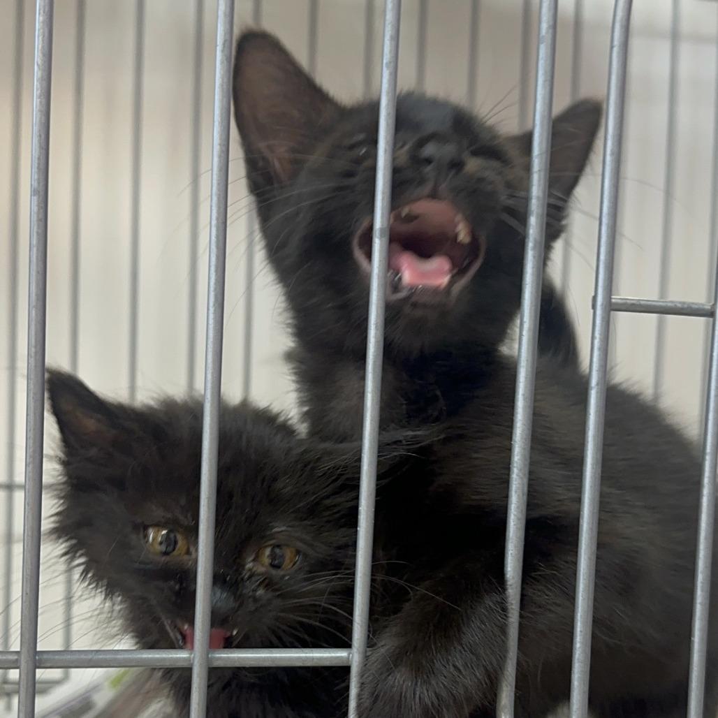 Fable, a Adoptable Domestic Short Hair in Branson, MO image 5/5