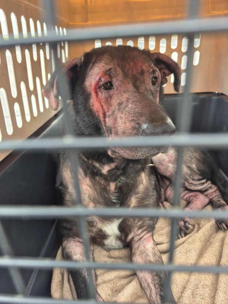 Enlarge Danny, a Adopted mixed breed in Findlay, OH image 2/6