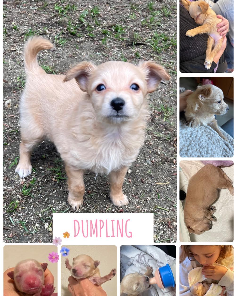 Enlarge Dumpling, a ADOPTABLE mixed breed in Orangevale, CA image 1/1