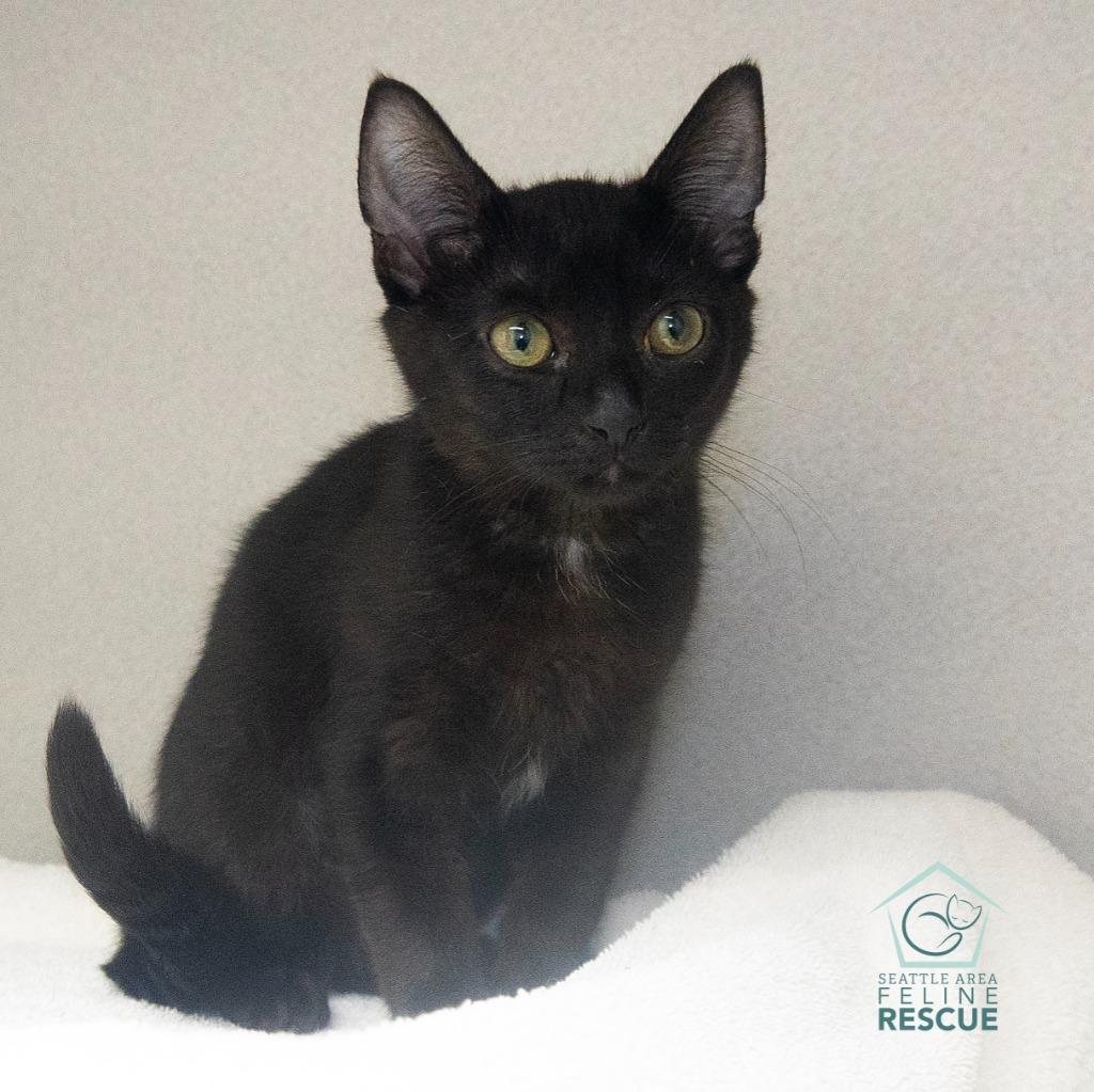 Rita, a Adoptable mixed breed in Shoreline, WA image 1/4