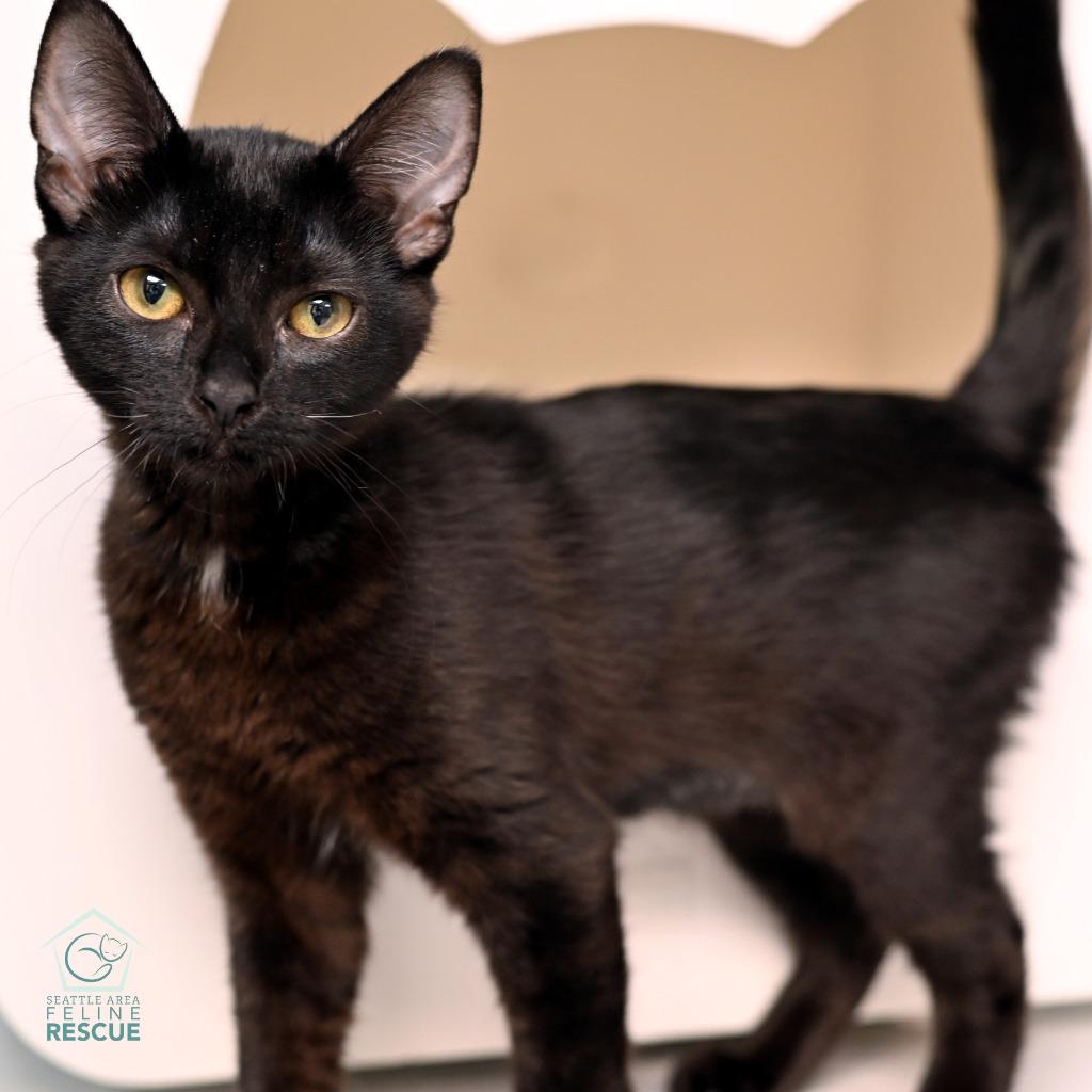 Rita, a Adoptable mixed breed image 3/4