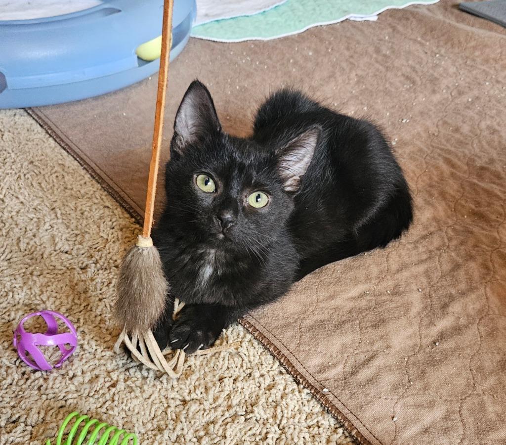 Rita, a Adoptable mixed breed in Shoreline, WA image 3/4