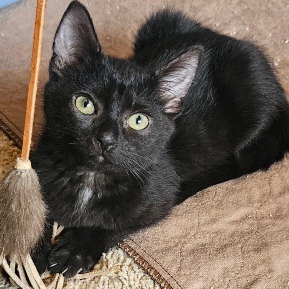 Rita, a Adoptable mixed breed in Shoreline, WA image 4/4