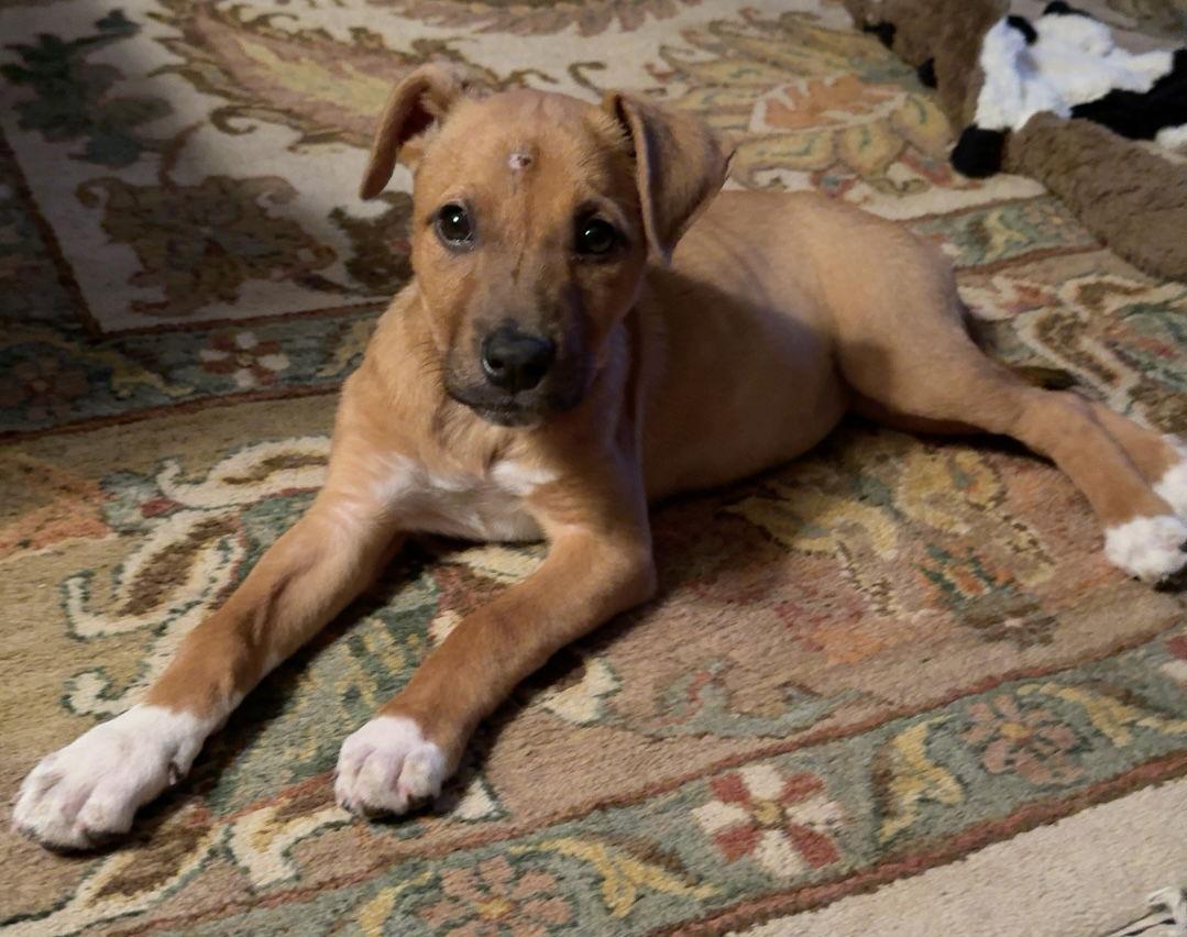 Amanda, Adopted, Puppy Female Rhodesian Ridgeback & Labrador Retriever.