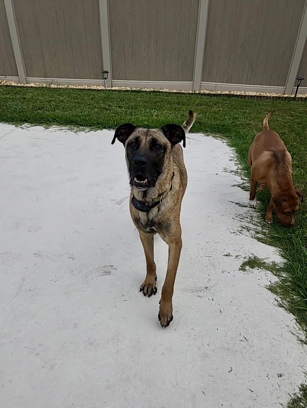 Woody, Adult Male German Shepherd Dog