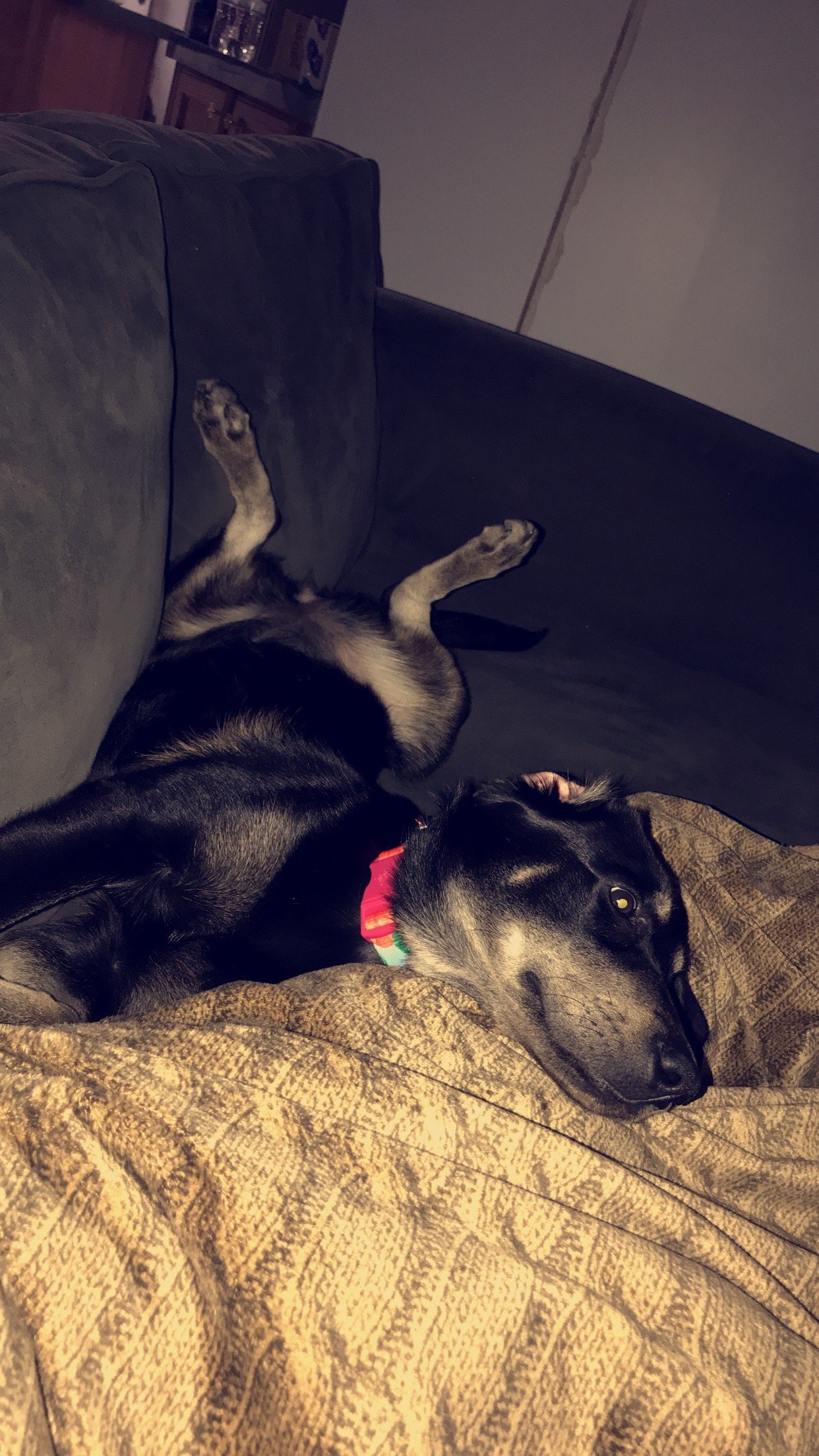 Ellie Benelli 4