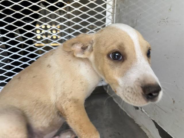 Enlarge Dollop - LONGTIME RESIDENT, an adopted mixed breed in Thousand Oaks, CA image 1/1