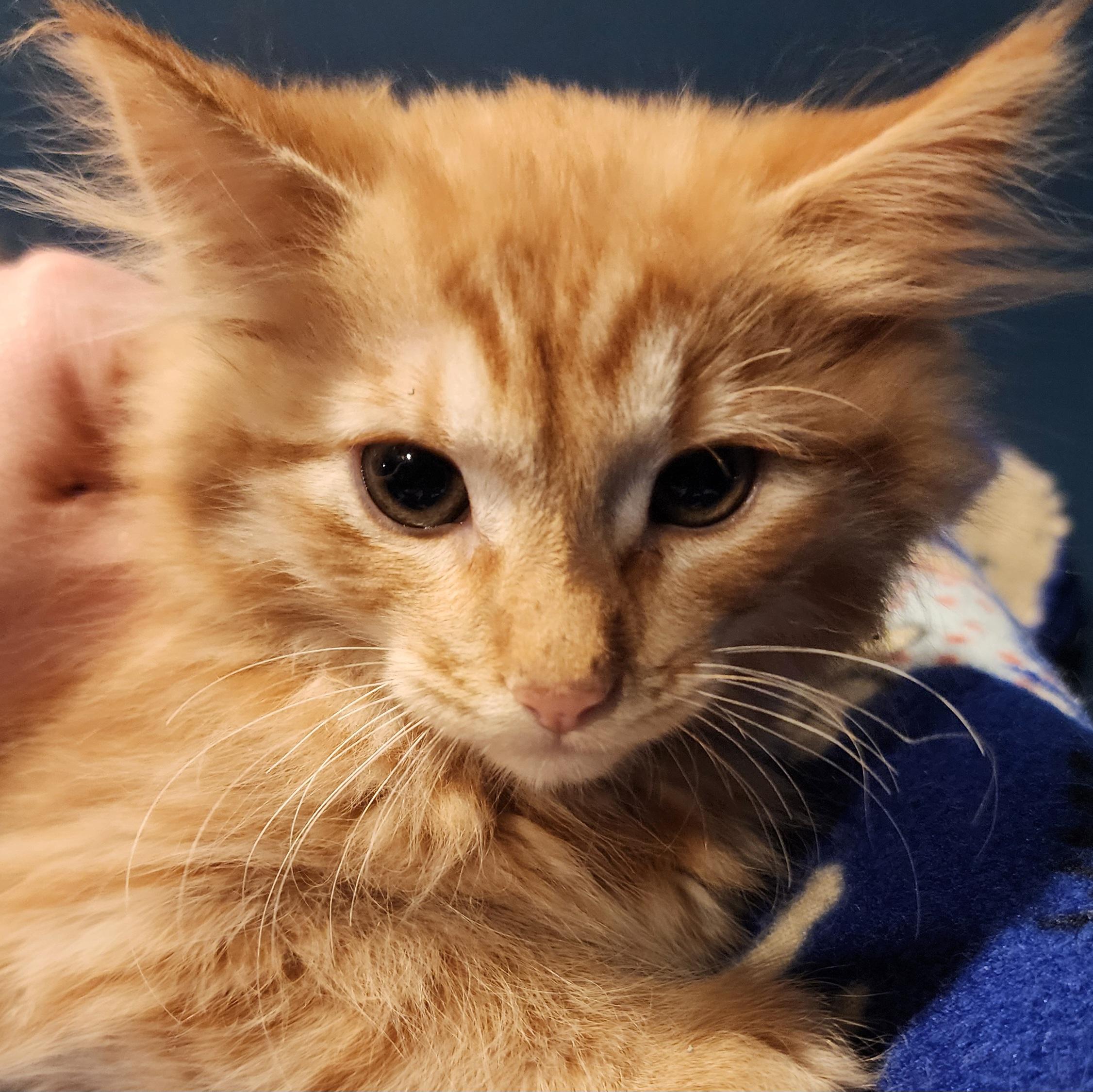 Benedict, adopted, Kitten Male Domestic Long Hair.