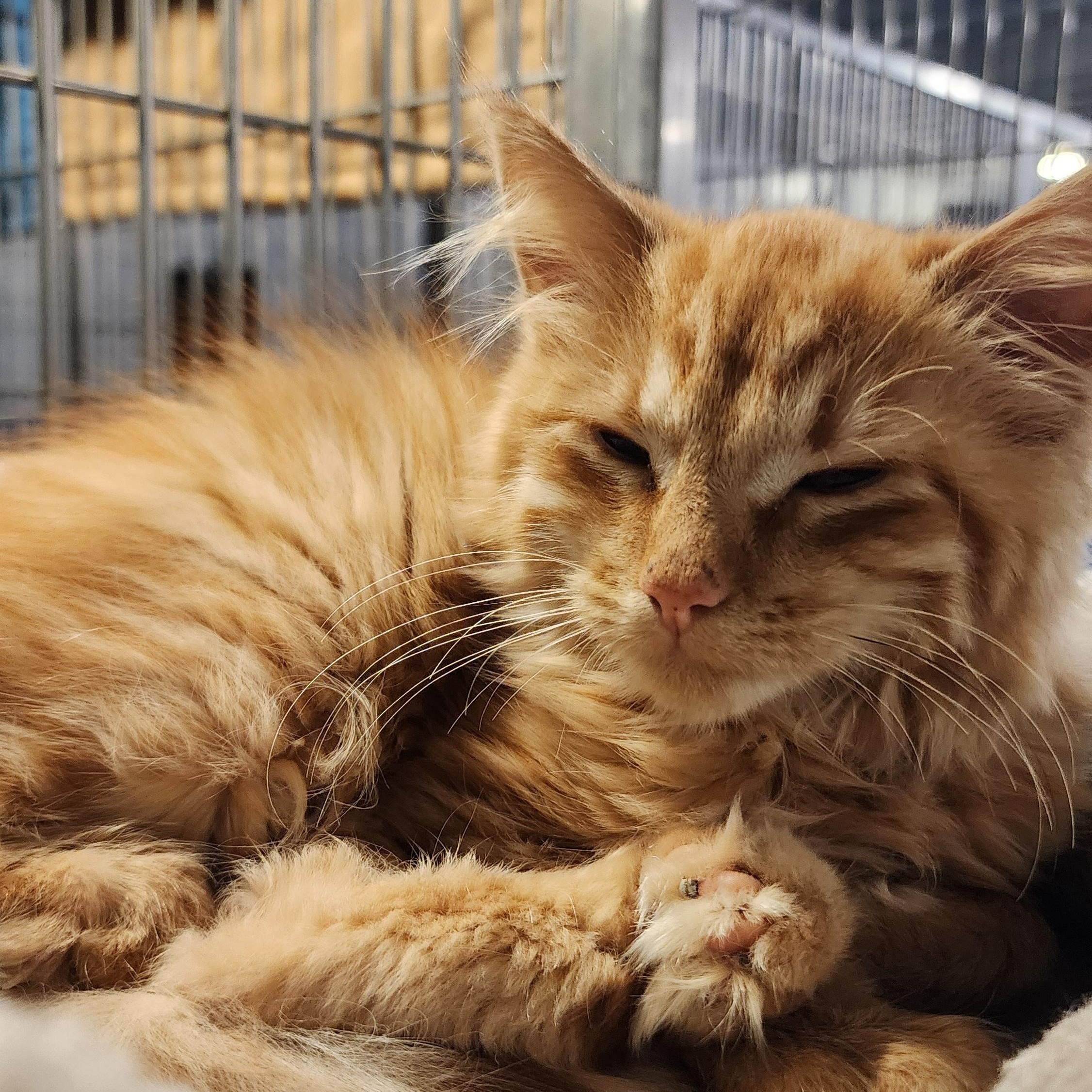 Benedict, adoptable, Kitten Male Domestic Long Hair.
