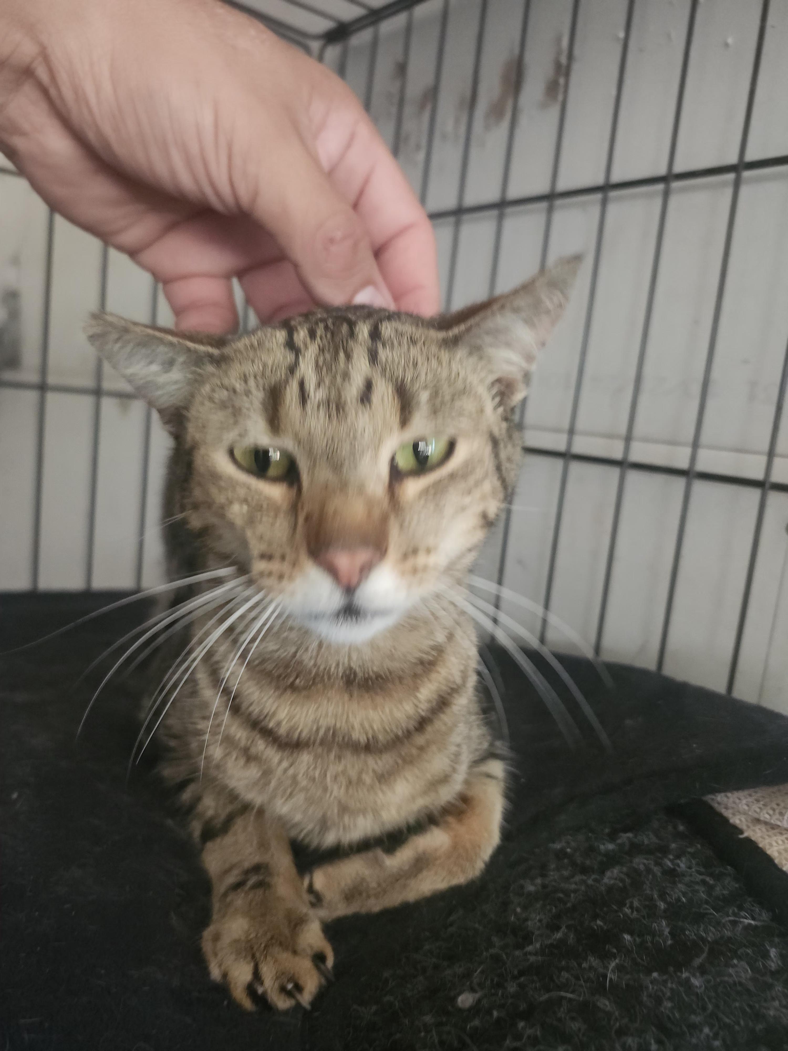 Enlarge Tiger, a Adoptable Domestic Short Hair in Long Beach, CA image 5/5
