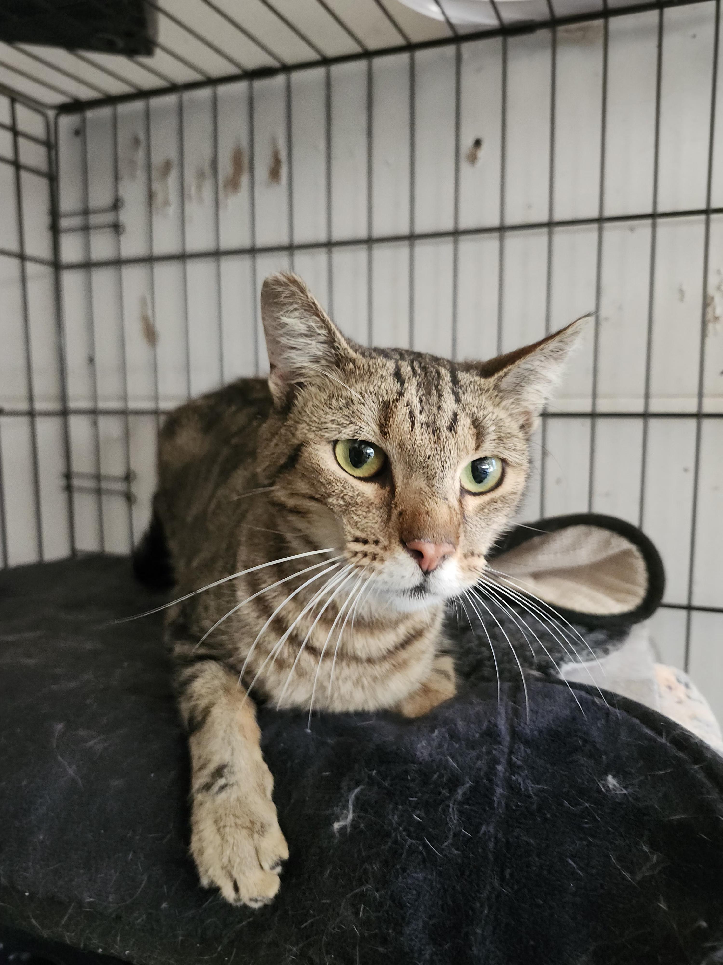 Tiger, Adoptable, Young Male Domestic Short Hair.