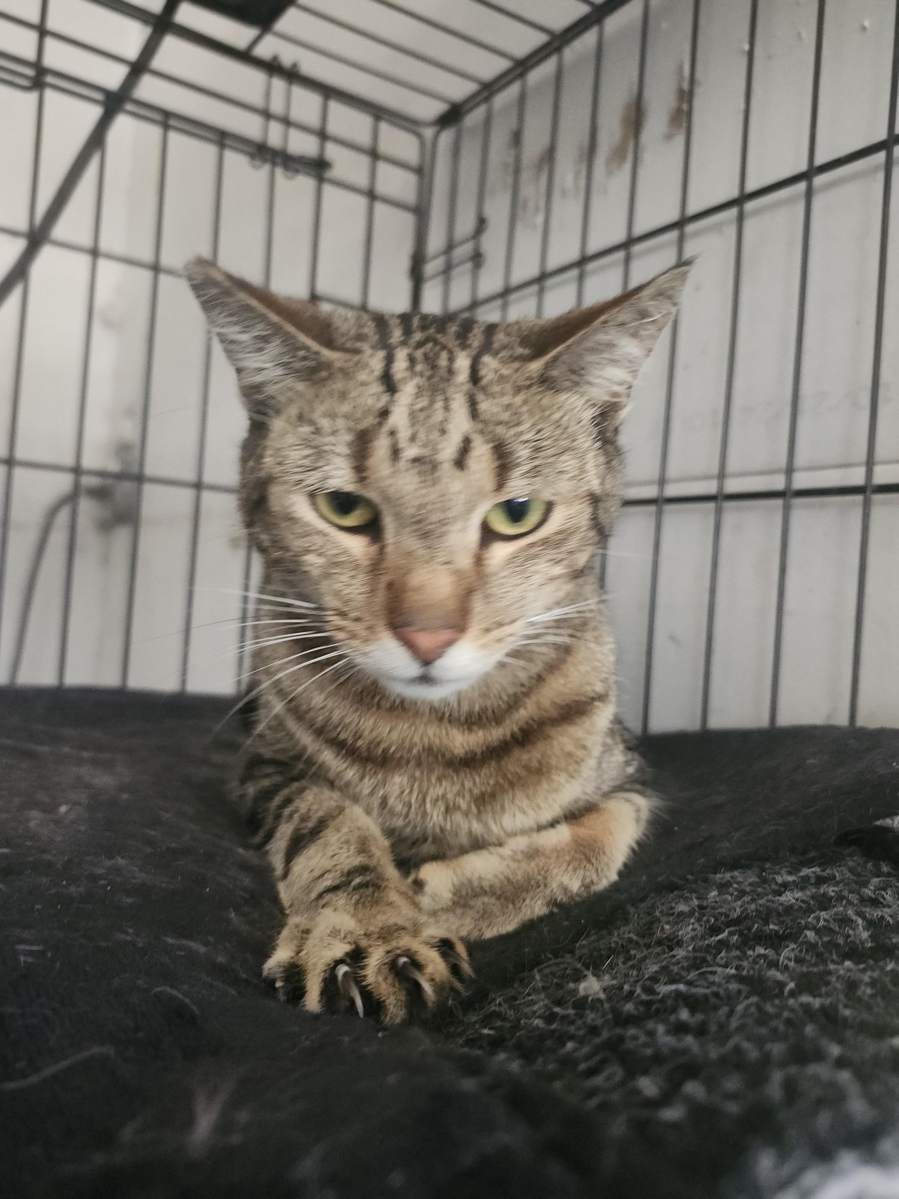Enlarge Tiger, a Adoptable Domestic Short Hair in Long Beach, CA image 3/5