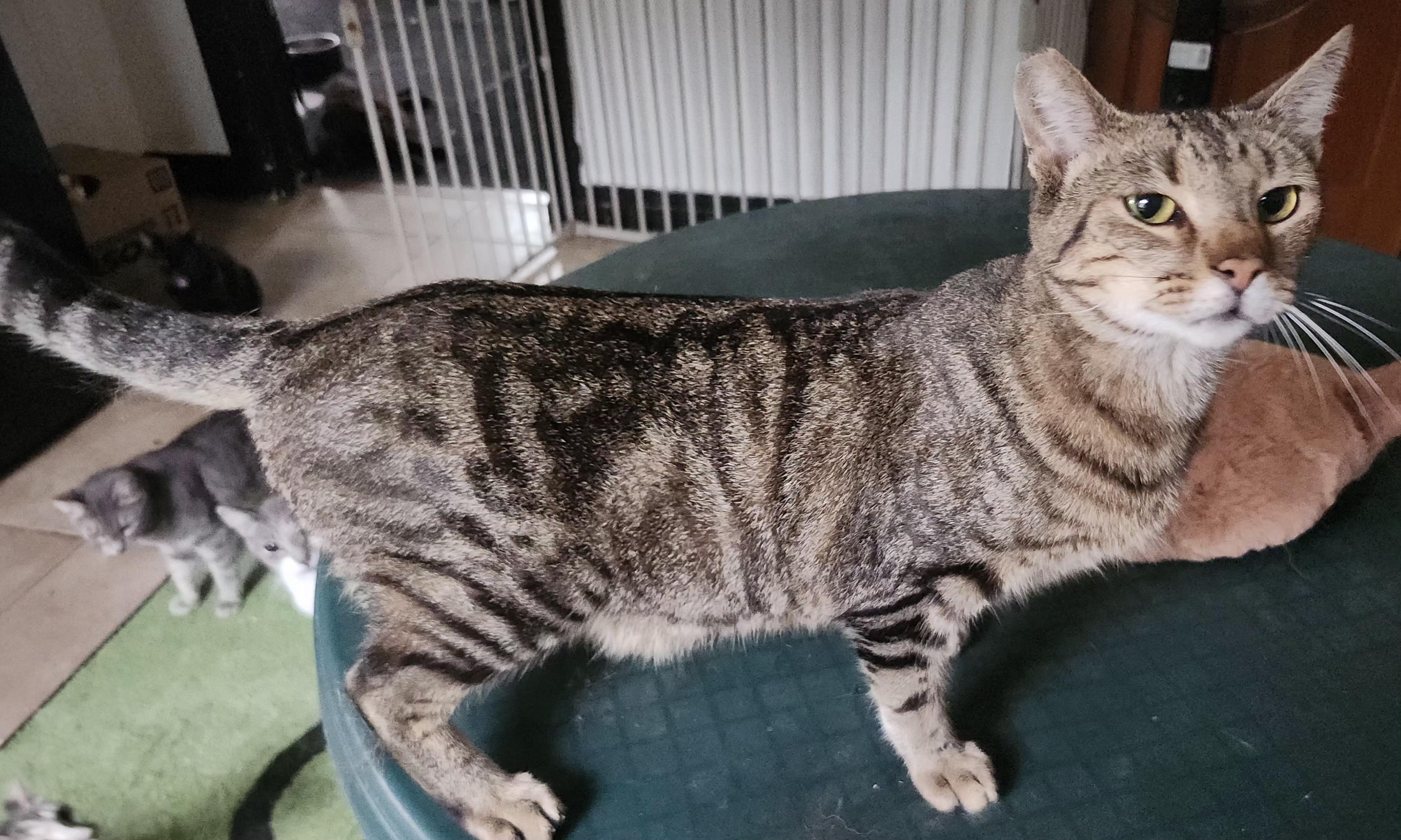 Enlarge Tiger, a Adoptable Domestic Short Hair in Long Beach, CA image 4/5