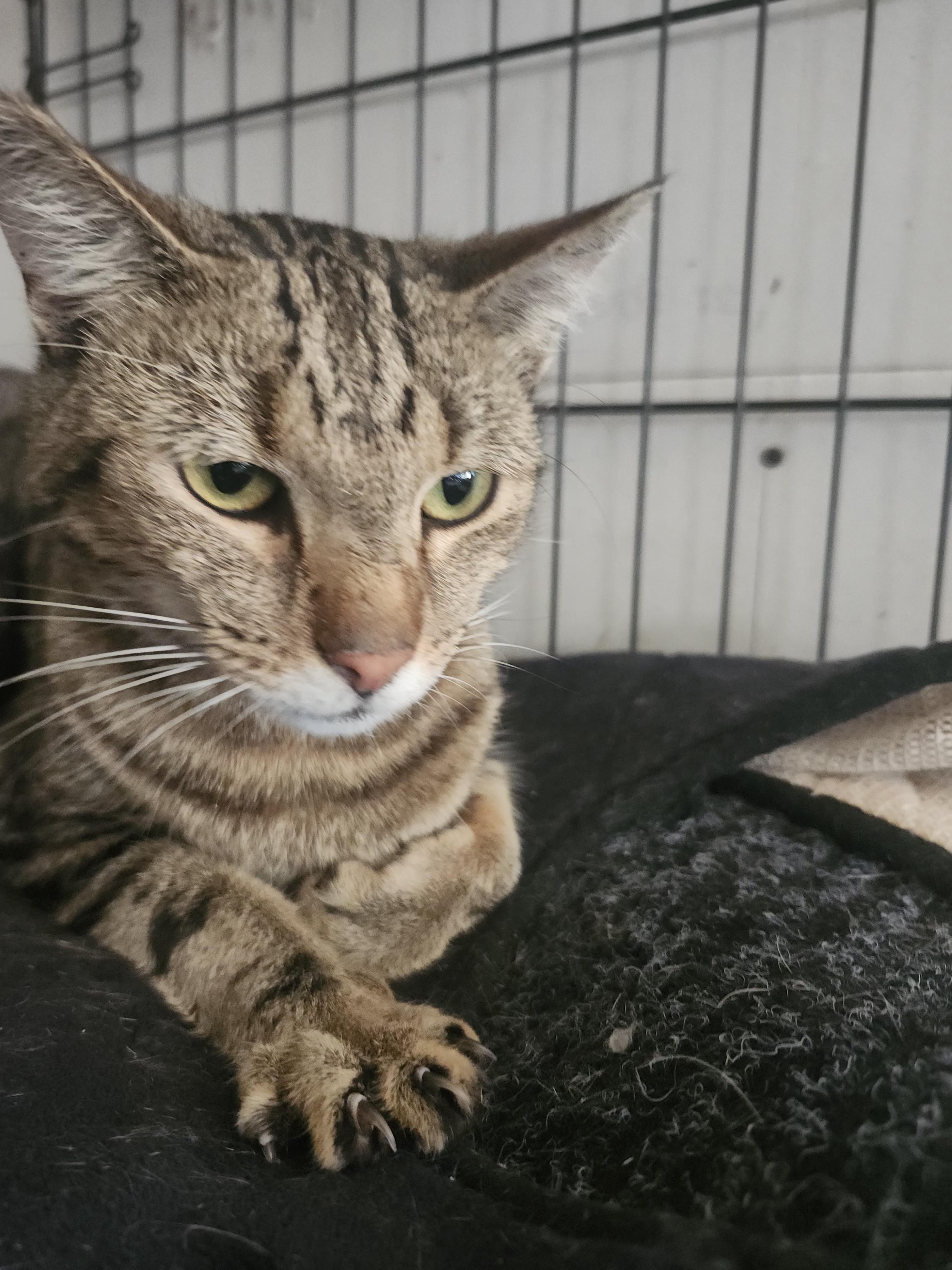 Enlarge Tiger, a Adoptable Domestic Short Hair in Long Beach, CA image 2/5