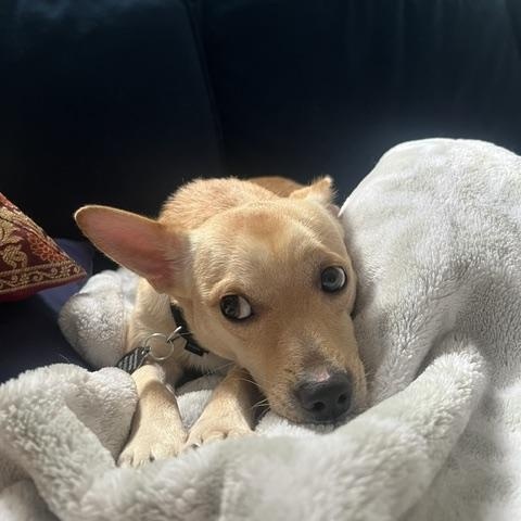 James, Adoptable, Adult Male Chihuahua.