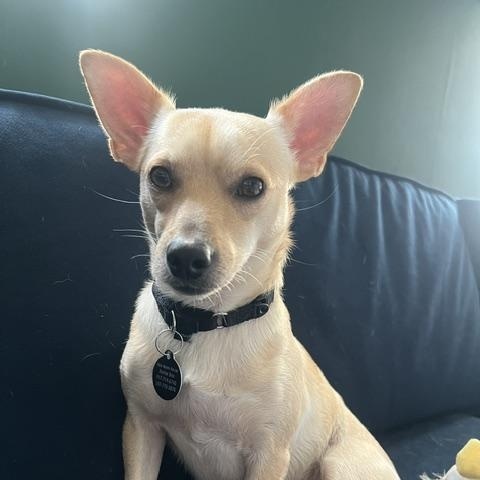 Enlarge James, a Adoptable Chihuahua in Brooklyn, NY image 3/6