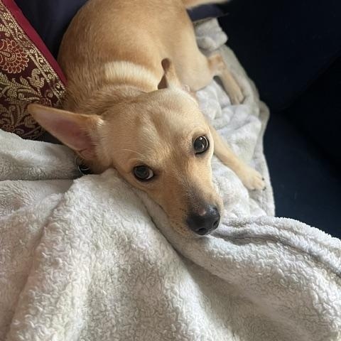 Enlarge James, a Adoptable Chihuahua in Brooklyn, NY image 4/6