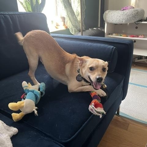 Enlarge James, a Adoptable Chihuahua in Brooklyn, NY image 2/6