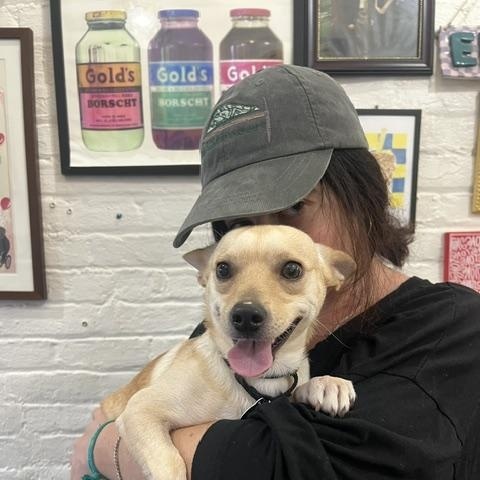 Enlarge James, a Adoptable Chihuahua in Brooklyn, NY image 5/6