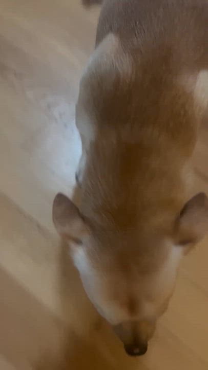 Enlarge James, a Adoptable Chihuahua in Brooklyn, NY video 6/6