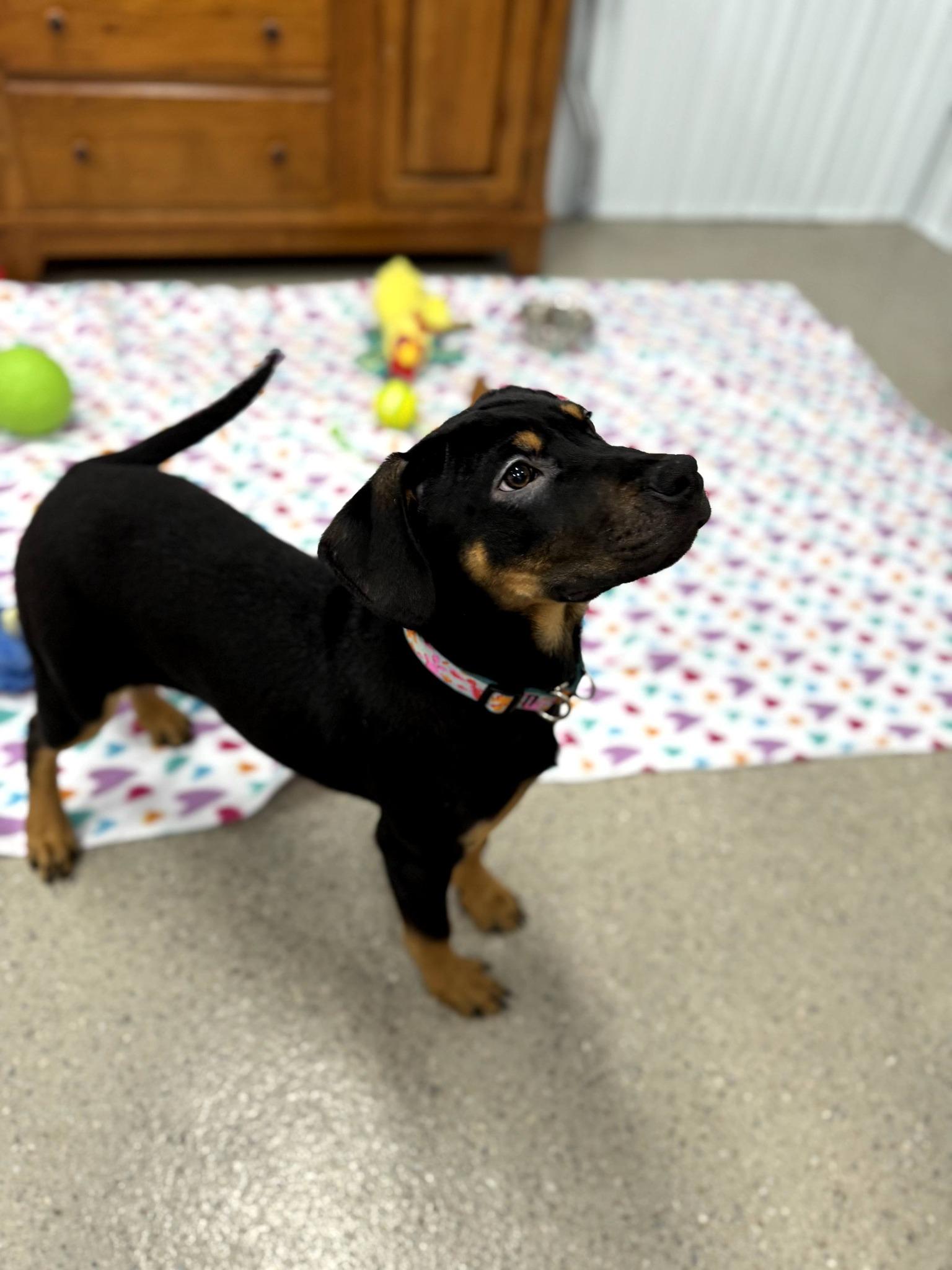 Mr Smee, Adoptable, Puppy Male Pit Bull Terrier.