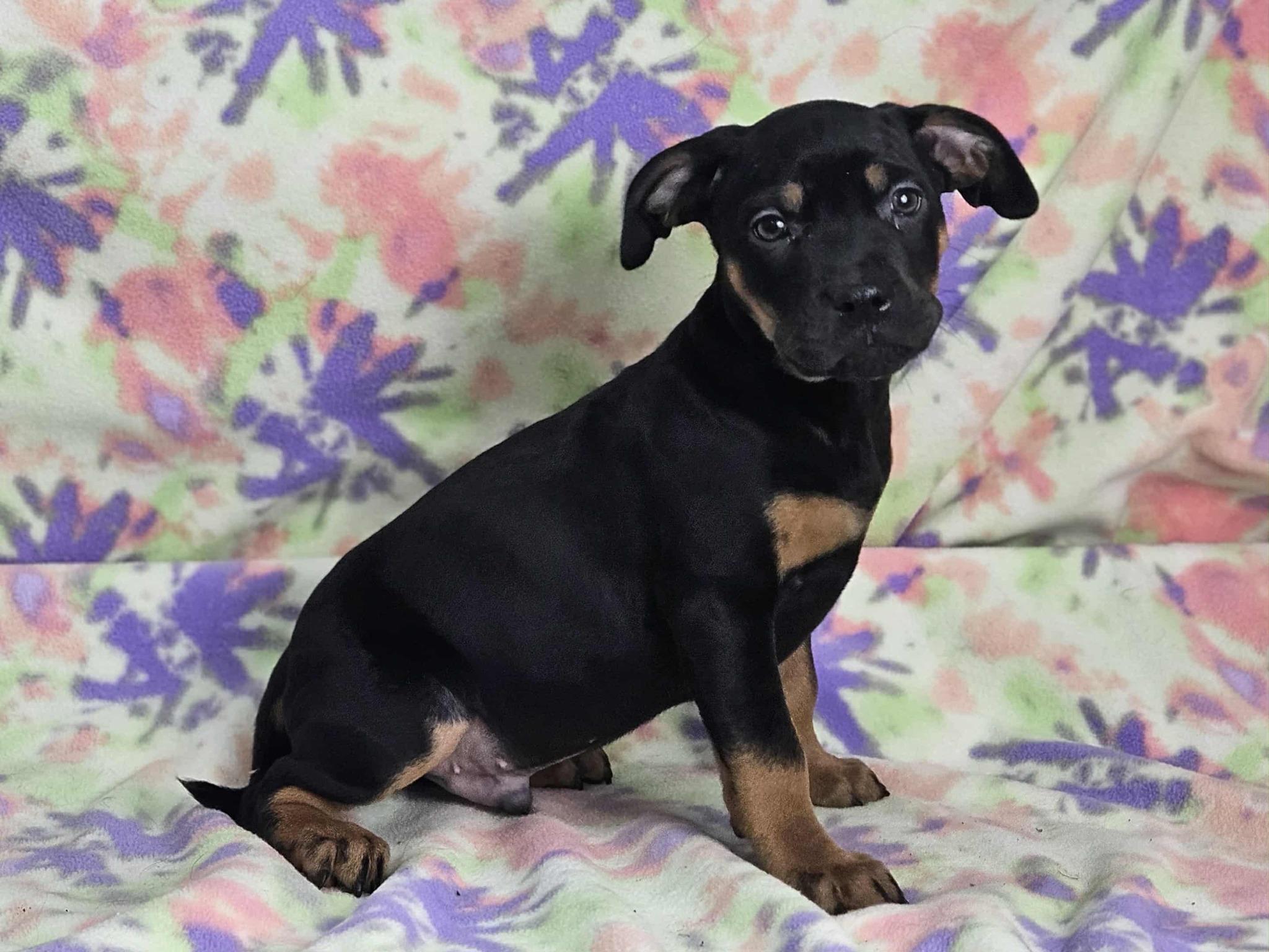 Mr Smee, a Adoptable mixed breed in East Sparta, OH image 2/2