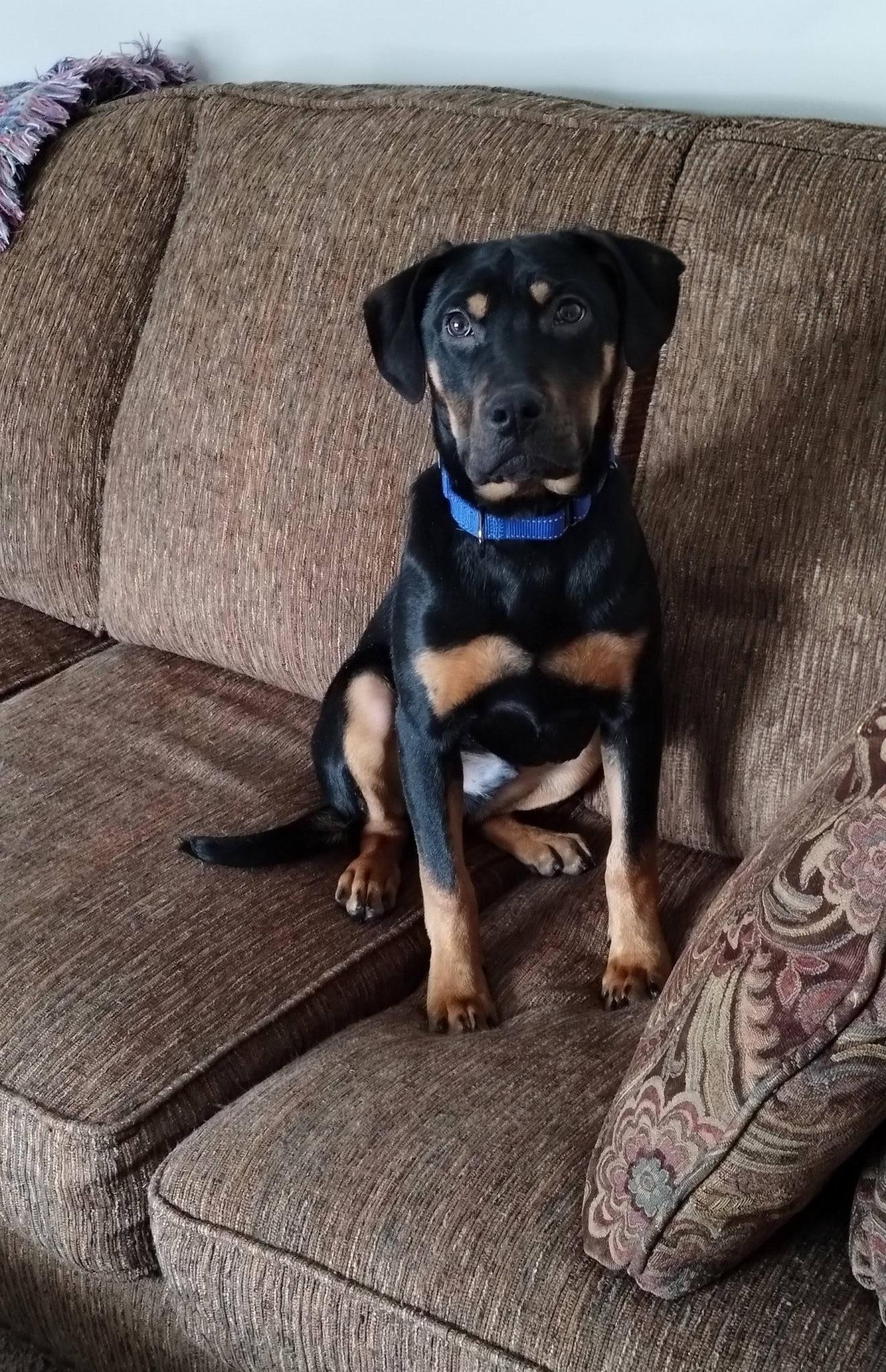 Mr Smee, Adoptable, Puppy Male Pit Bull Terrier.