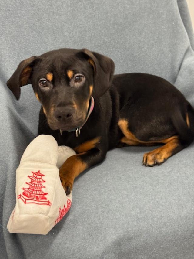 Enlarge Mr Smee, a Adoptable mixed breed in East Sparta, OH image 3/5